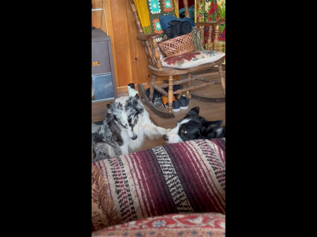 「落ち着けって」何度ちょっかい出されてもじっと耐えるボーダーコリーが偉すぎるwww