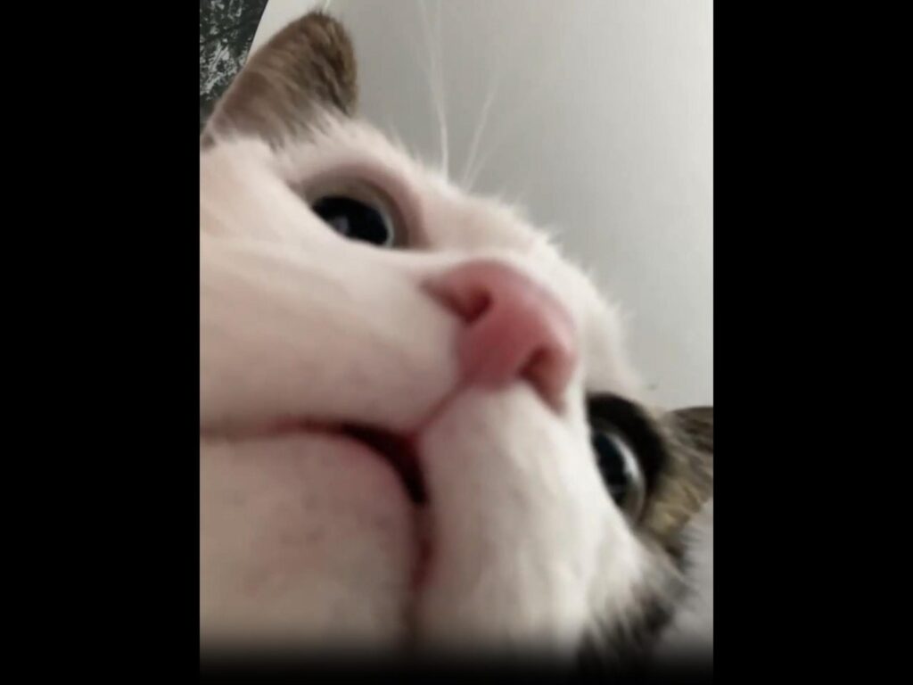 カメラをのぞき込む茶白の猫