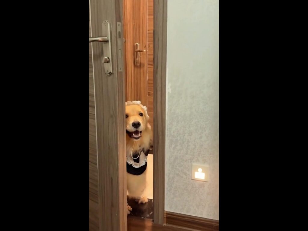 メイド服を着て扉から覗く茶色の犬