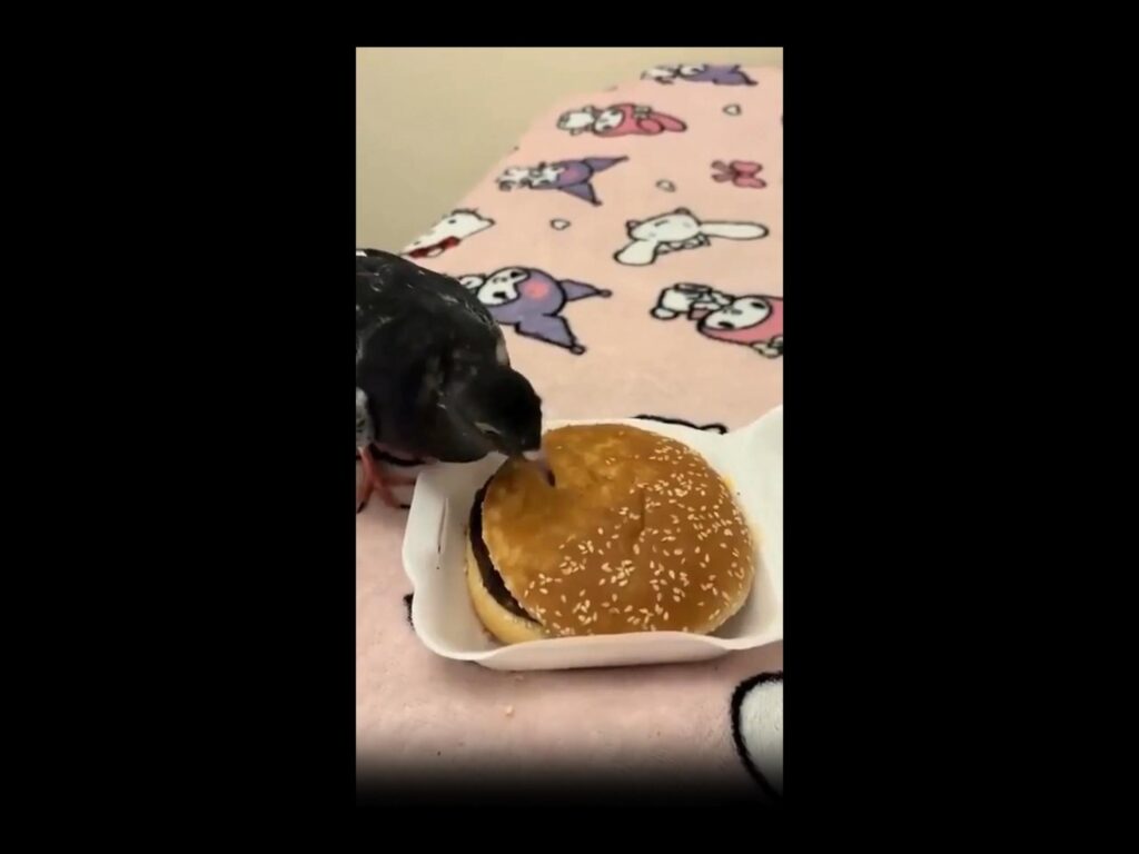 黒いハトがハンバーガーをつついている