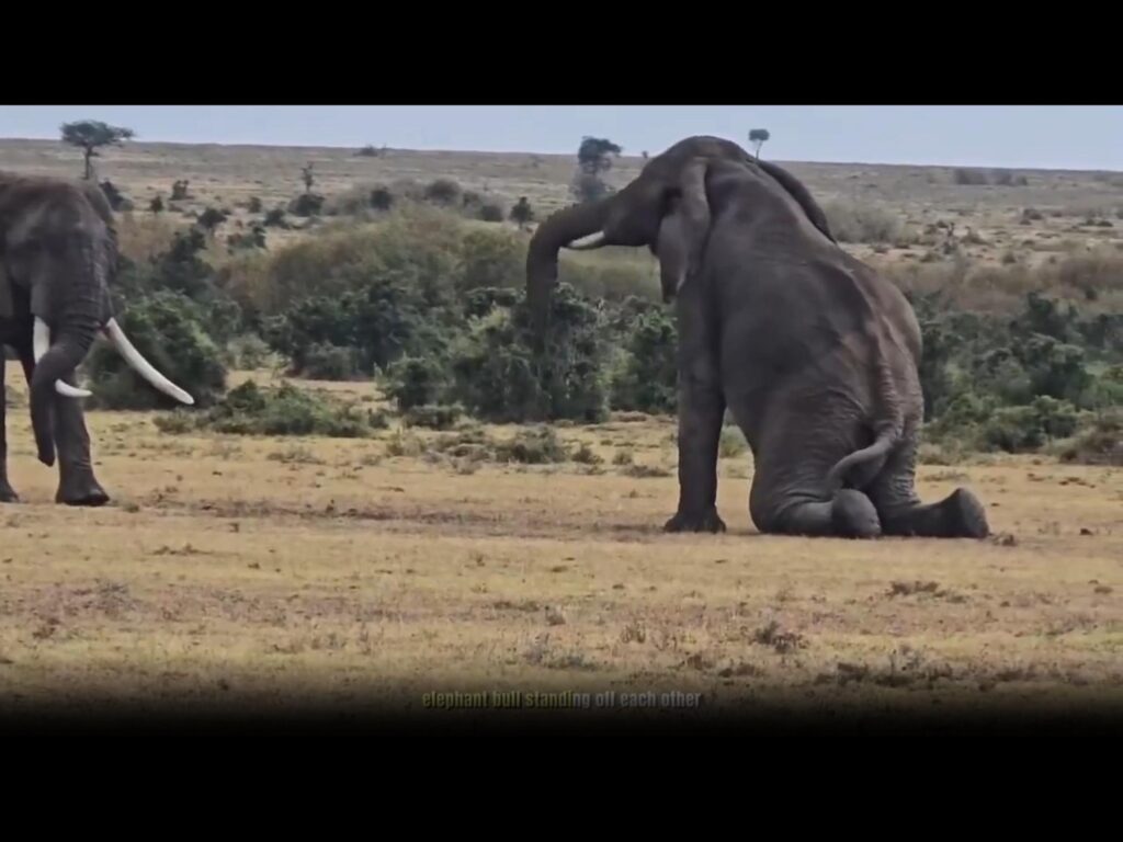 灰色の象が二頭いて一頭が座っている