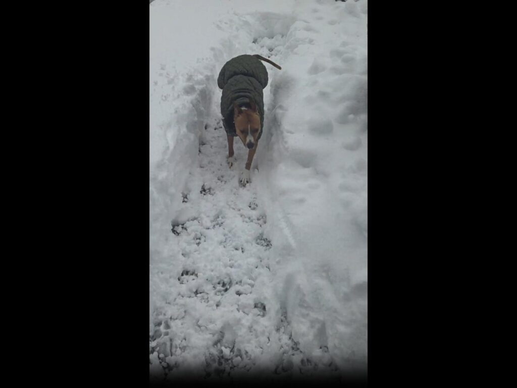 雪道を歩く服を着た茶色の犬