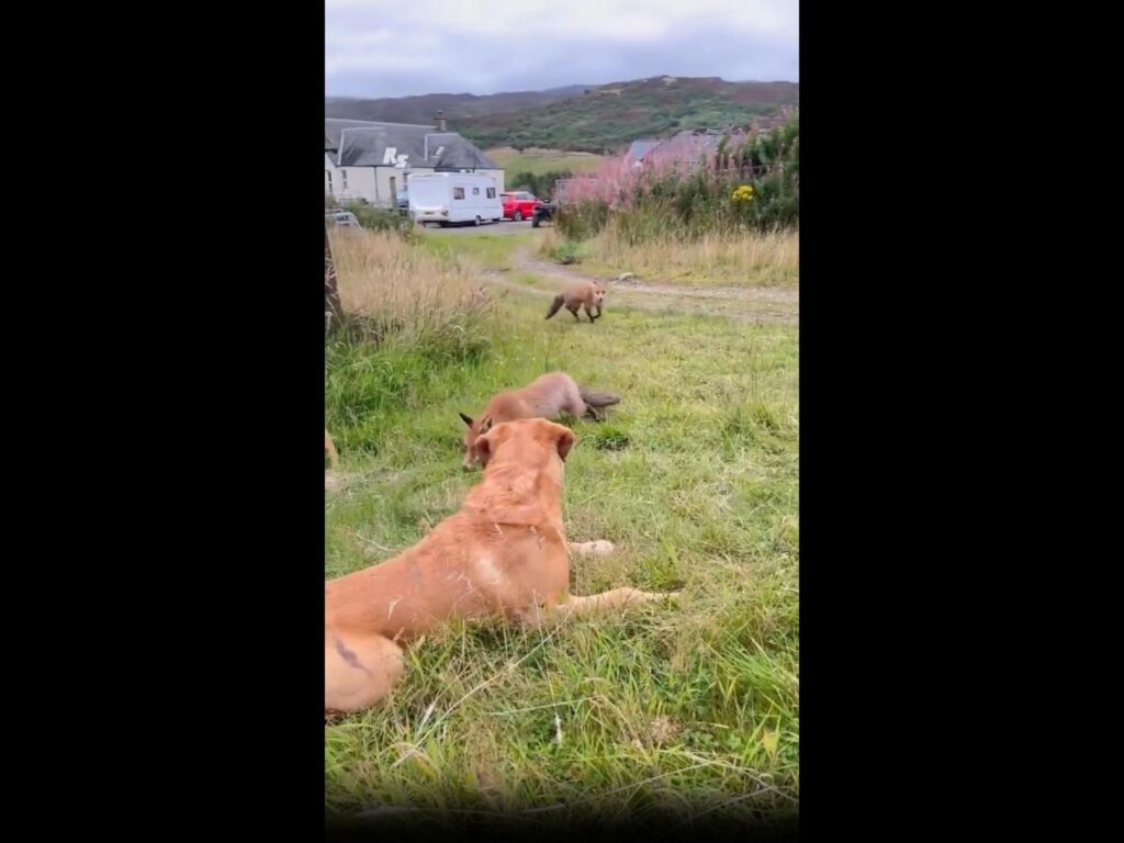 茶色の犬と狐が草地で寝そべったり走ったり