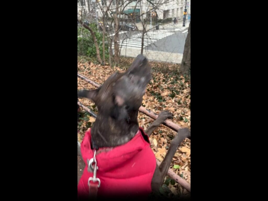 赤い服の茶色い犬が柵に捕まり吠えている