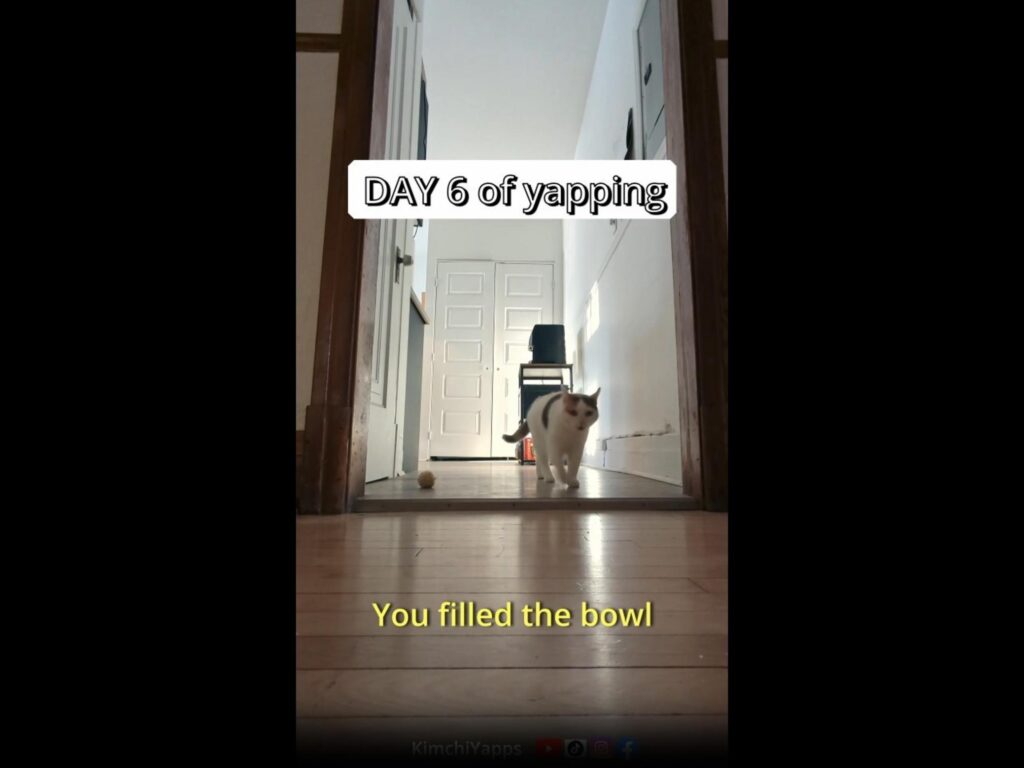 廊下をこちらへ歩いてくる白黒の猫