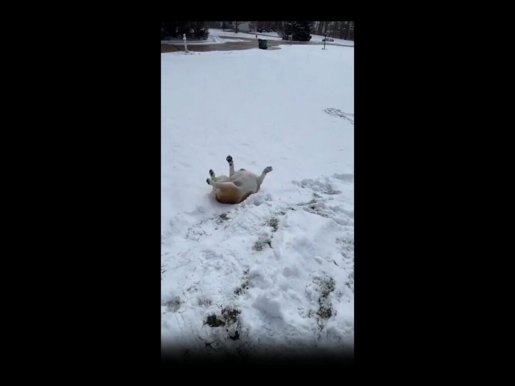 雪の上で仰向けに転がる茶色と白の犬