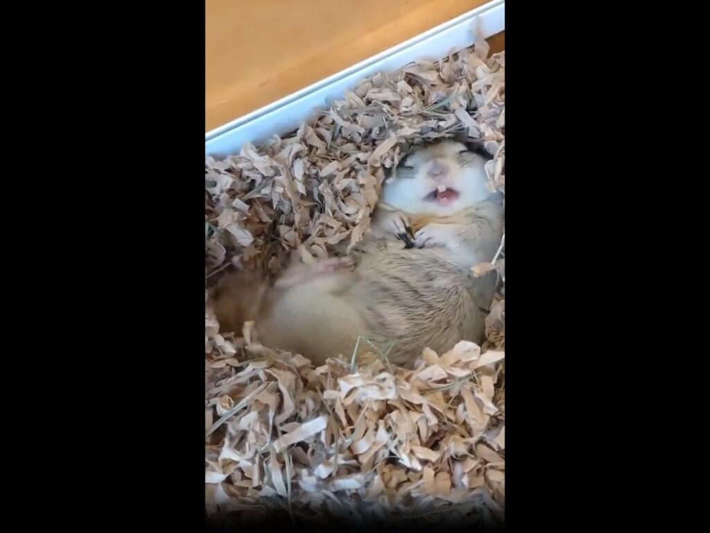 仰向けで眠る薄茶色のオブトジャービル