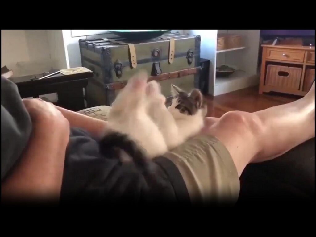 人の足の上で遊ぶ白茶の子猫