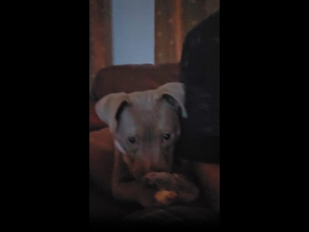 灰色の子犬が足を噛んでいる