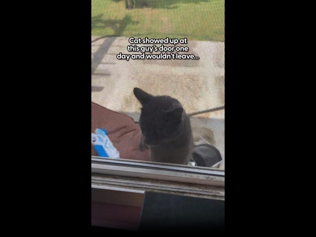 網戸越しに室内を覗いている黒い猫