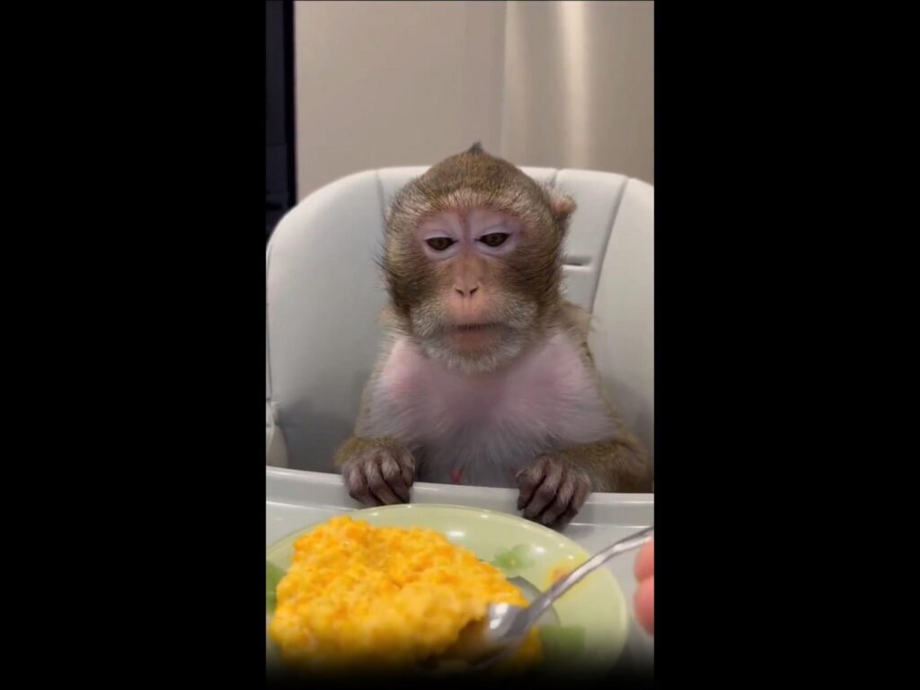 茶色の猿が椅子に座り食事を待っている