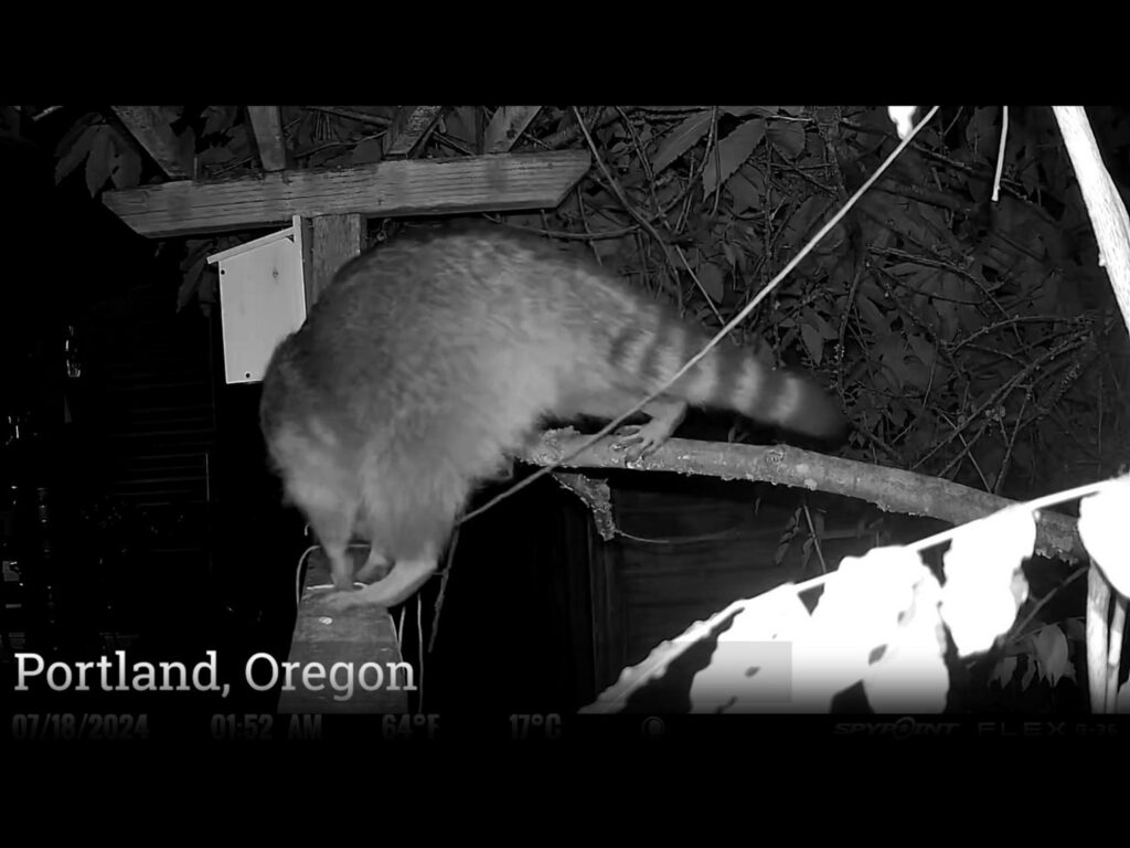 柵から枝へ移る灰色の縞模様のアライグマ