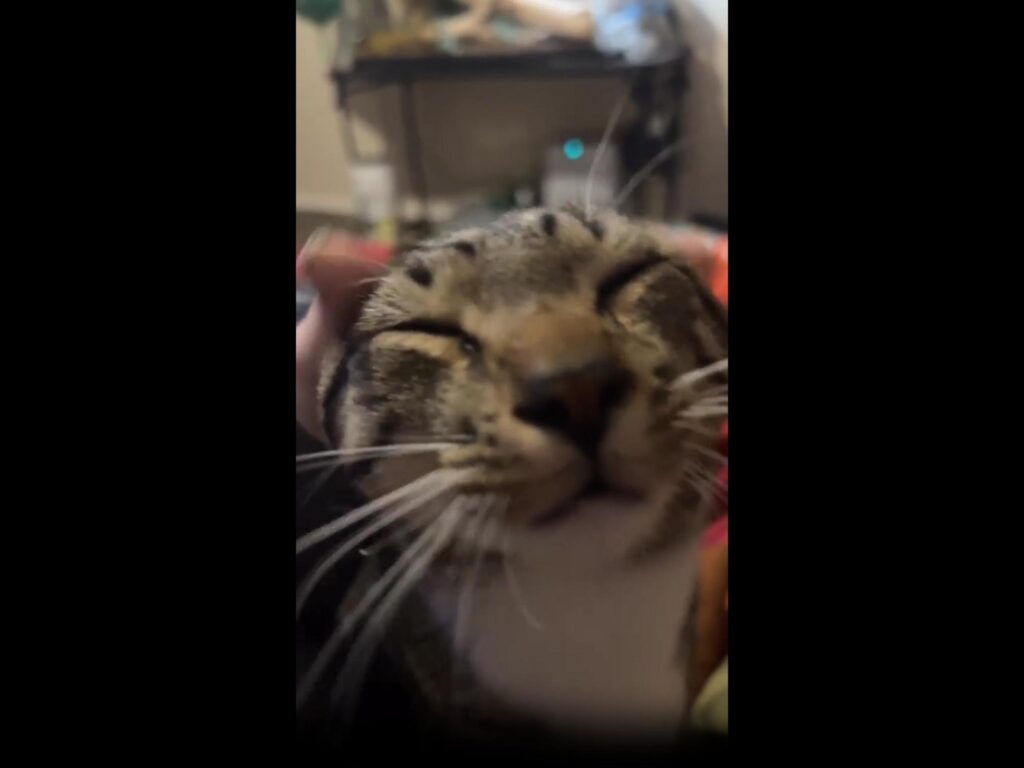 撫でられて目を細めているキジ白の猫