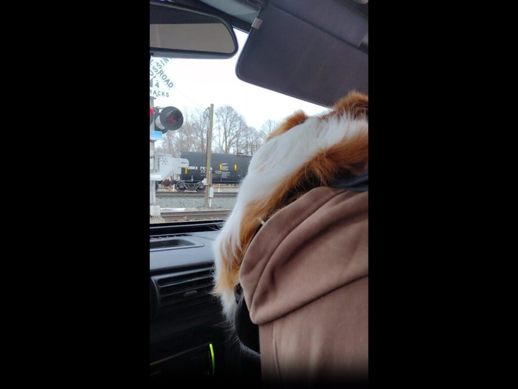 茶色と白のモルモットが外を眺めている