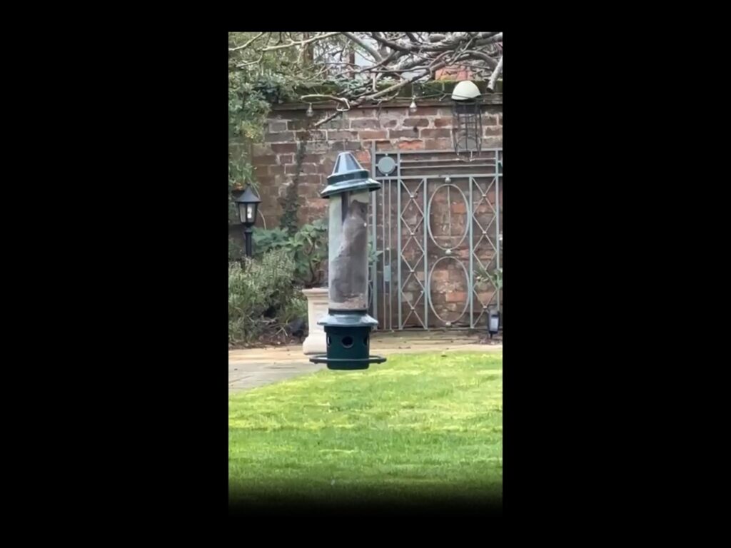 灰色のリスが餌箱の中で餌を食べている