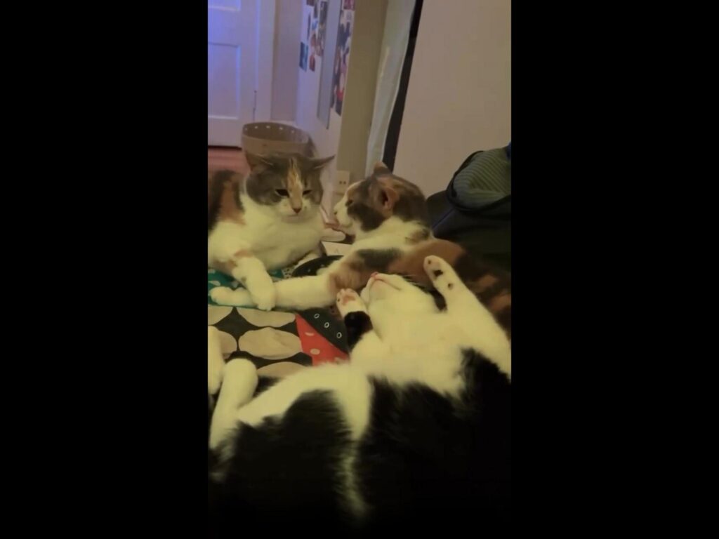 見つめ合う三毛猫二匹と仰向けの白黒猫