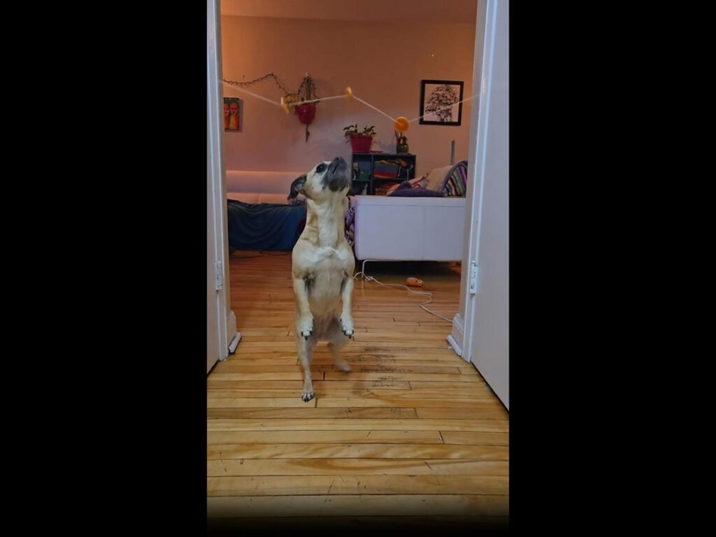 後ろ足で立ち上を見上げる薄茶色の犬