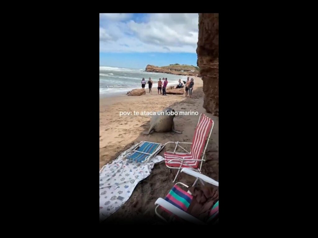 砂浜をこちらへ這ってくる灰色のトド