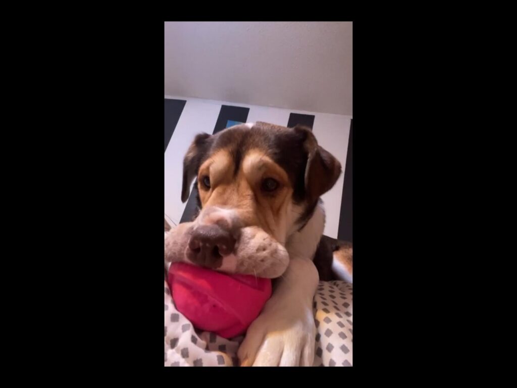 ピンクのボールを咥えた茶白黒の犬