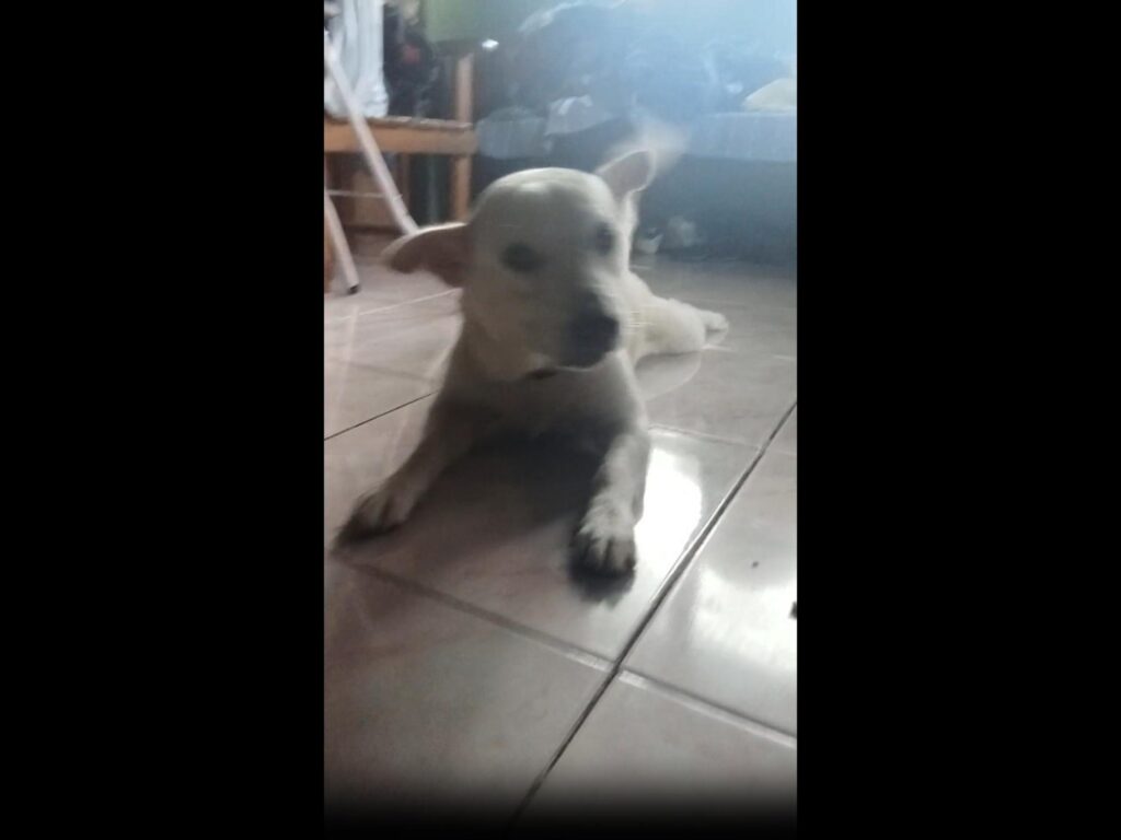 床に伏せている白い犬