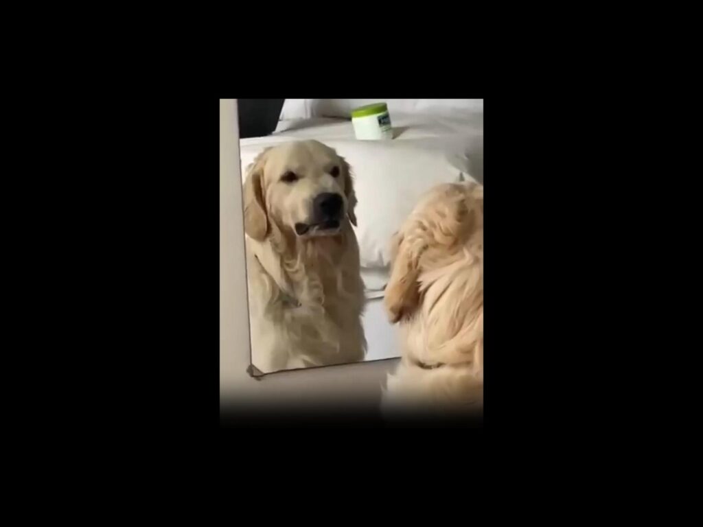 鏡を見つめる薄茶色のゴールデンレトリバー