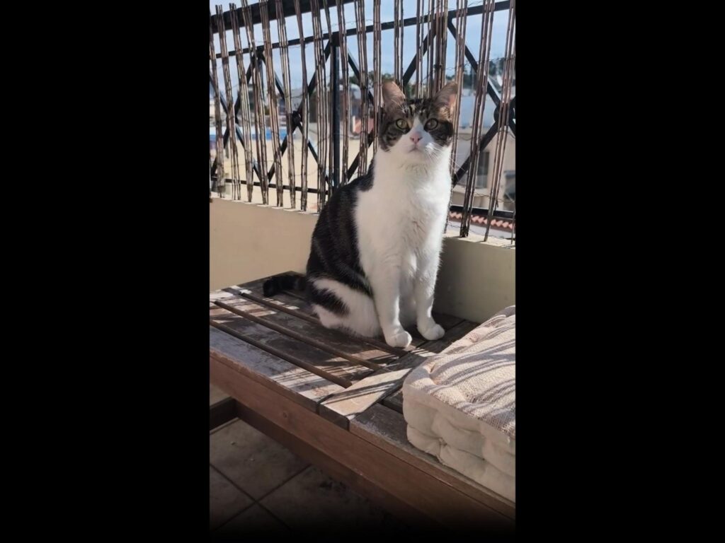 ベンチに座っている白黒茶の猫