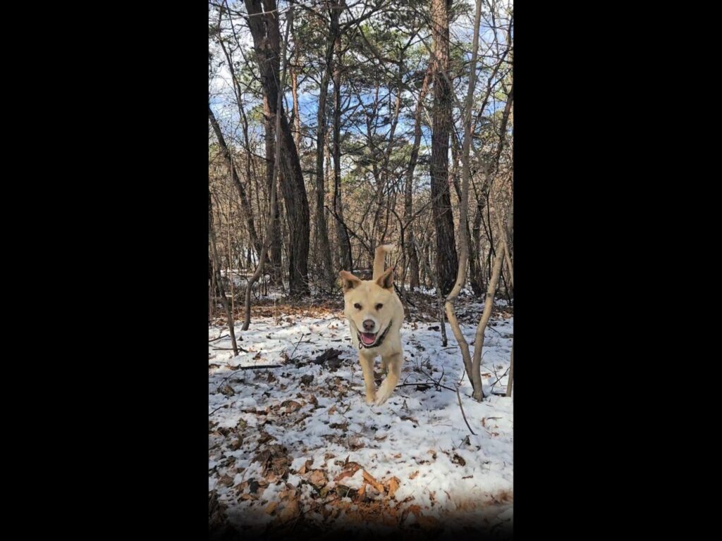 雪の中を走る薄茶色の犬