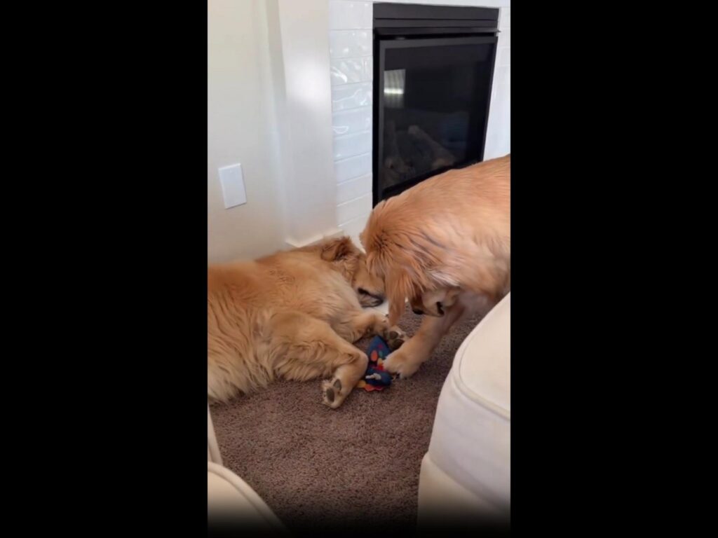 茶色の犬二匹が寝転んで遊んでいる