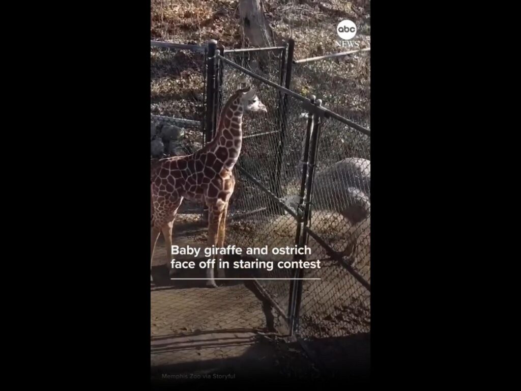 茶色のキリンとダチョウが見つめ合う