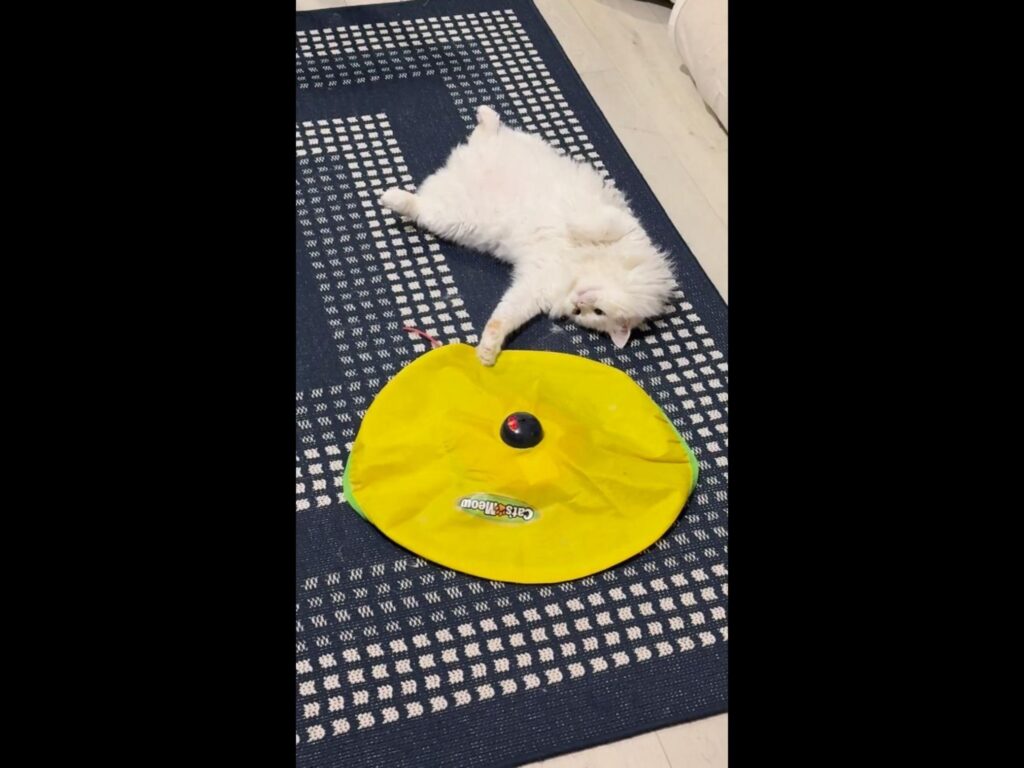 仰向けでおもちゃと遊ぶ白猫