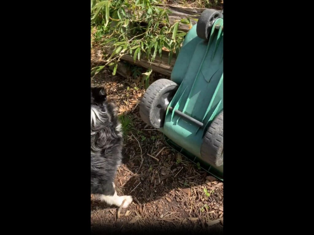 緑の台車を覗き込む黒白の犬