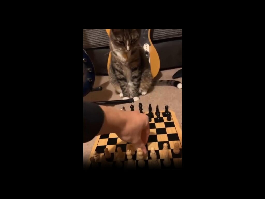 チェス盤を見つめる茶トラの猫