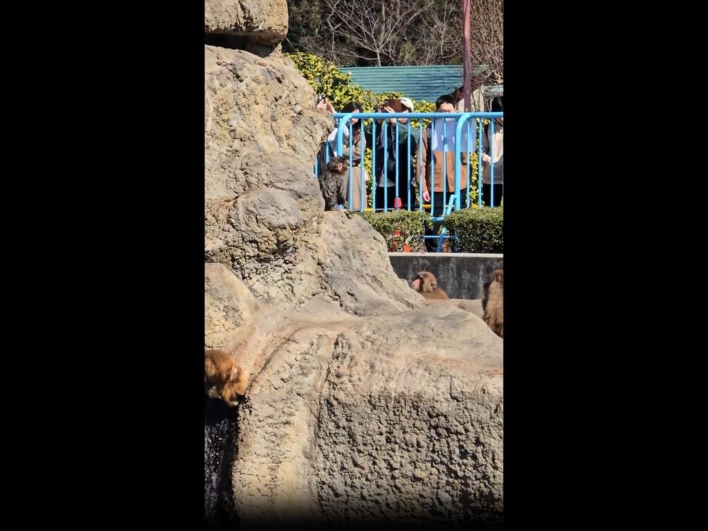 岩場の茶色い猿が座ったり水を飲んでいる