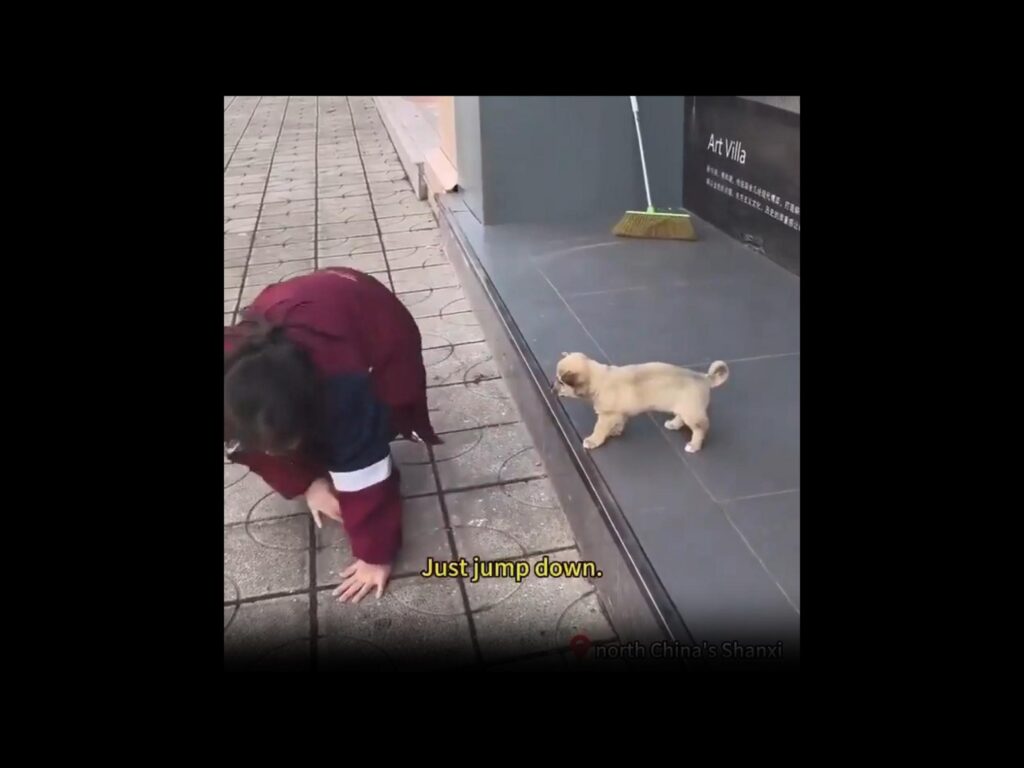 薄茶色の子犬が段差から降りようとする