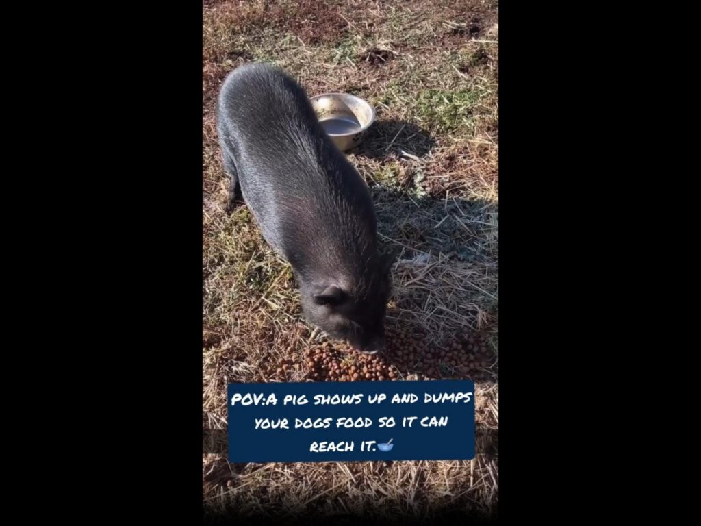 地面の餌を食べている黒い豚