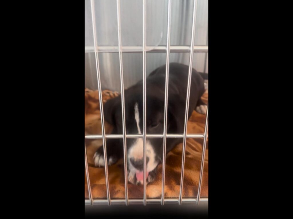 檻の中で横たわり舌を出す白黒の犬