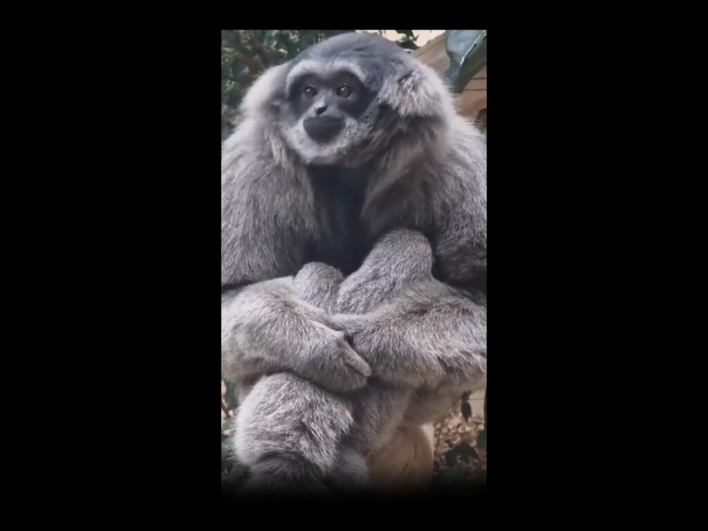 腕を組んで座っている灰色のテナガザル