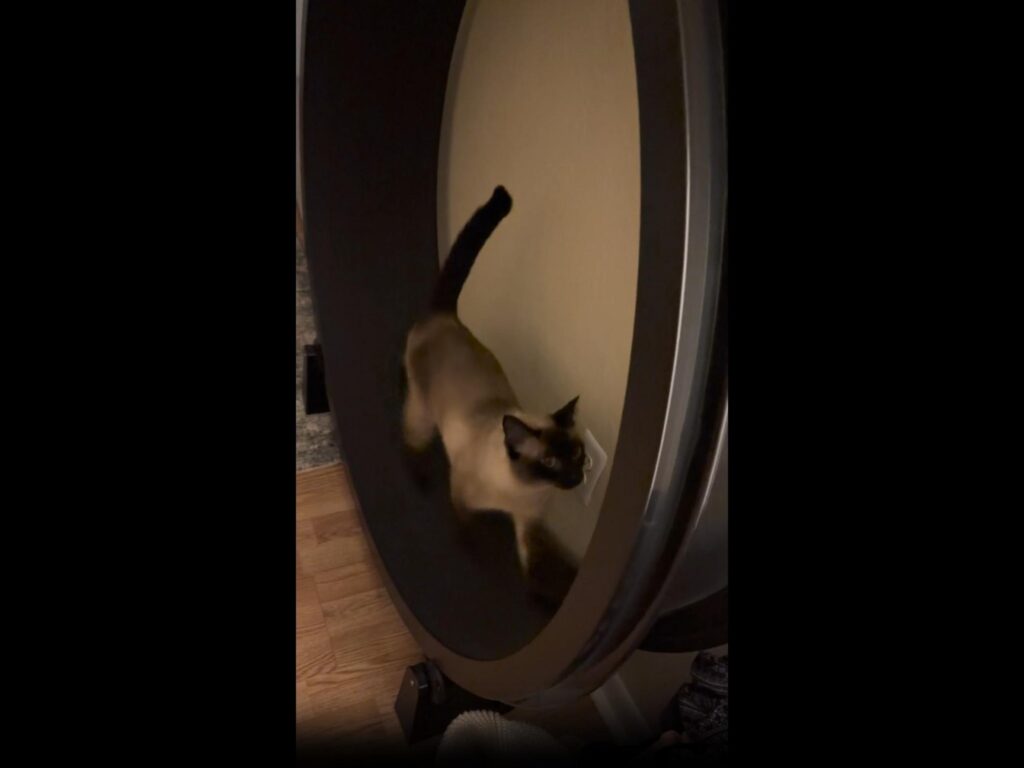 茶色と黒のシャム猫が回し車を走る