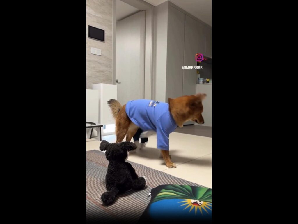 青い服を着て立っている茶色い犬