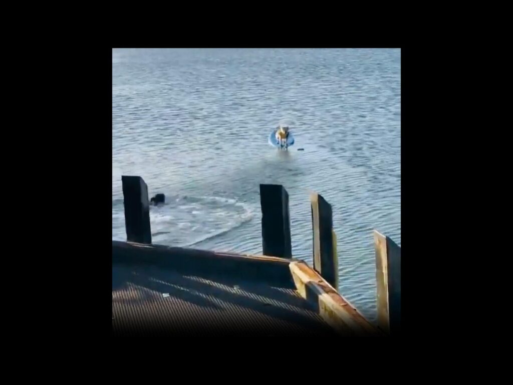 水面を泳いでいる黒色の犬