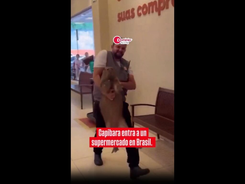 茶色のカピバラが男に抱えられている