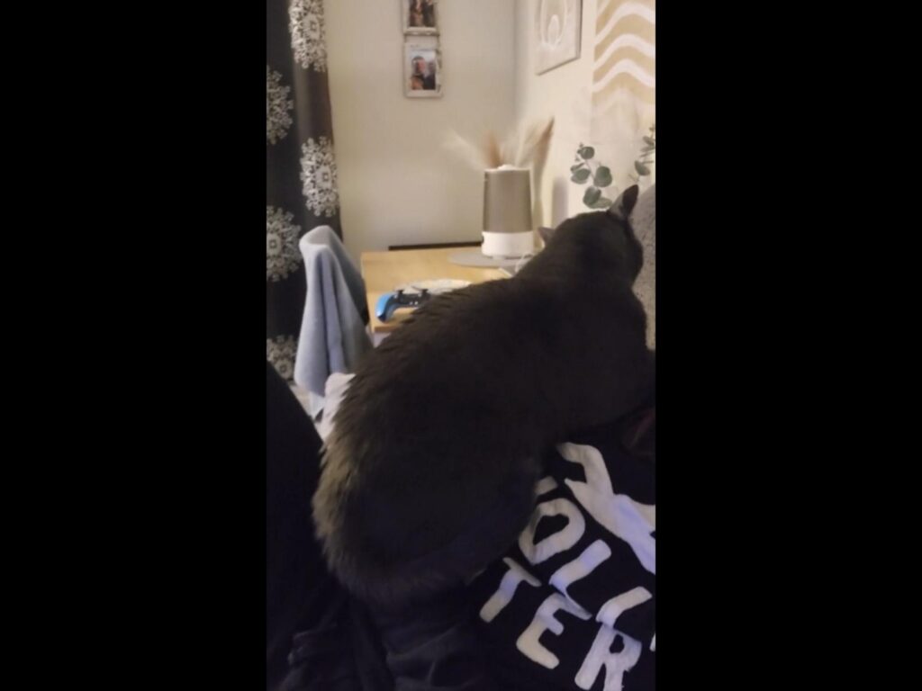 人の膝の上に乗っている黒い猫