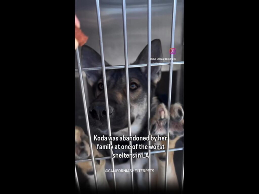 檻の中から外を見つめる黒と茶色の犬