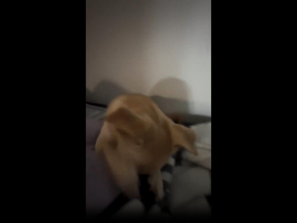 下を向いている薄茶色の犬