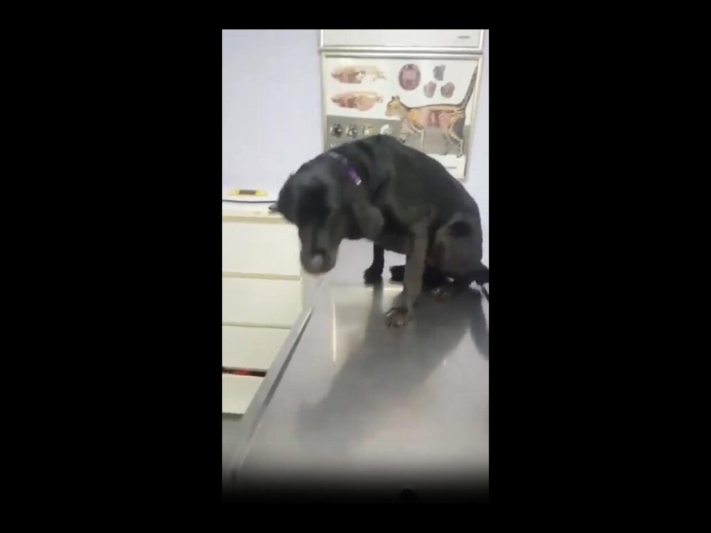 診察台で下を向いている黒い犬