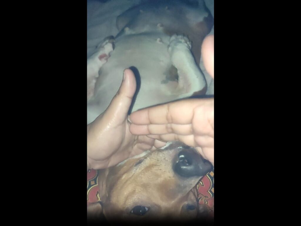 仰向けで撫でられている茶色と白の犬