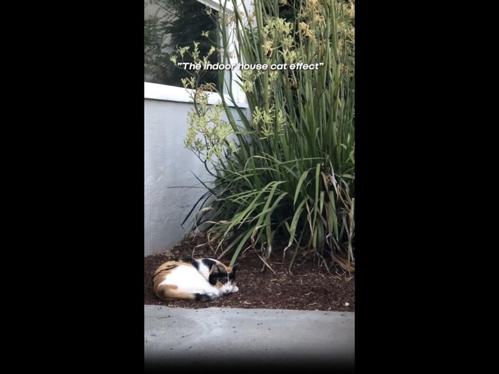 三毛猫が丸まって寝ている