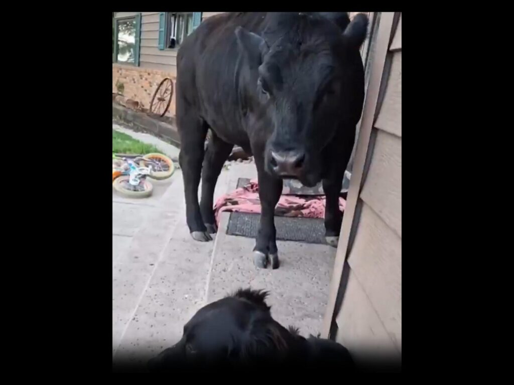 玄関に立つ黒い牛と見つめ合う黒い犬