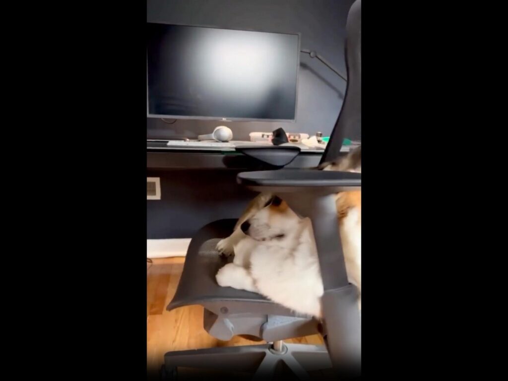 椅子に座る茶白のコーギー