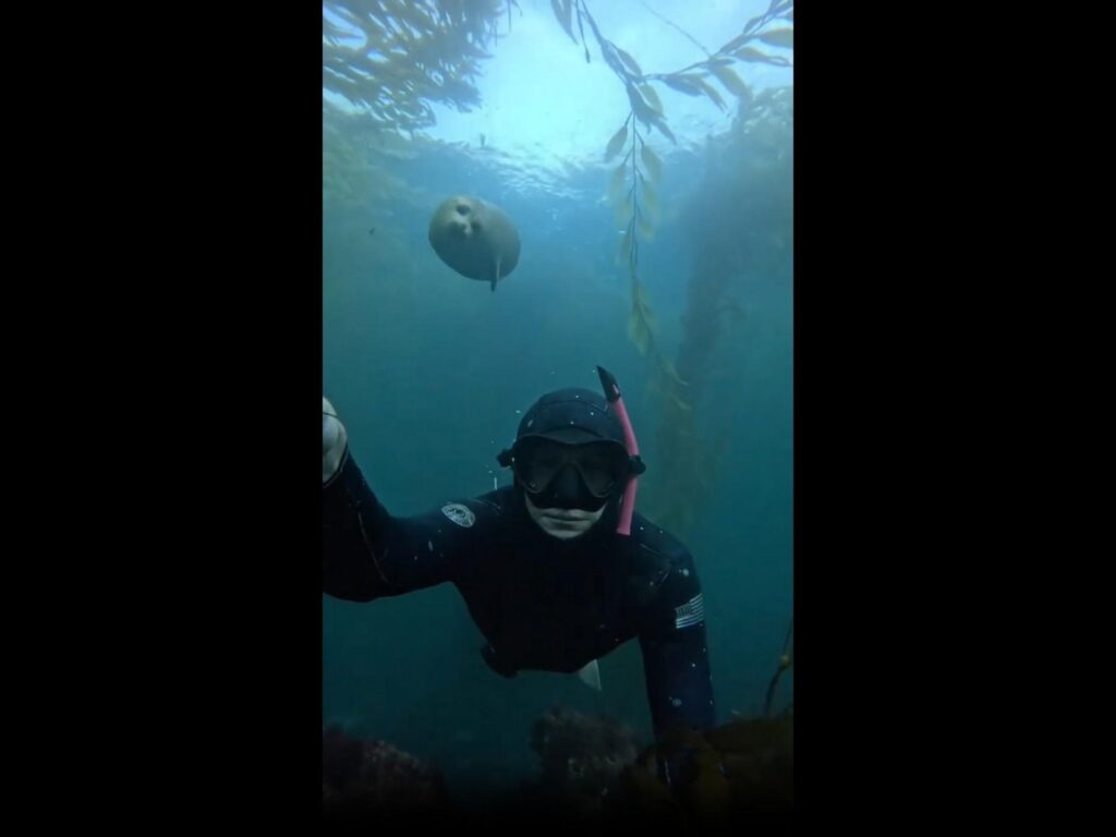 灰色の丸いアザラシが海を泳いでいる